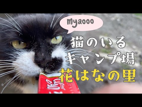 【花はなの里オートキャンプ場】ちゅーる必須のキャンプ場!!!犬も猫も可愛すぎる!!!!動物好きの楽園!!!!そしてBush Craft直売セールで狙っていたDIETZのランタンをゲットォォォォ!!!