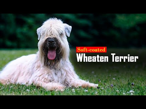 Soft-Coated Sweethearts: Meet the Wheaten Terriers