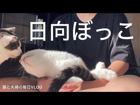 猫と夫婦の毎日VLOG#428 日向ぼっこ