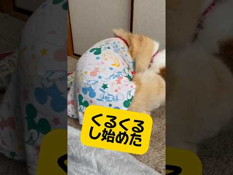 たまに、くるくるし出すのは、犬あるあるですかねぇ🤔あまりに夢中だったようで突撃された🤣💦#ぱんちゃん #コーギー #わんこ動画 #犬動画 #コーギー大好き #いぬのいる生活 #わんこ #愛犬