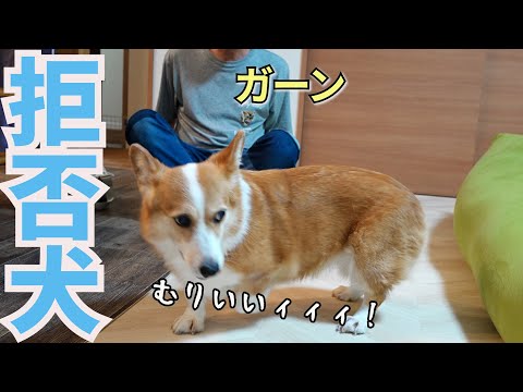 【悲報】お酒を飲んで帰宅した父。愛犬に徹底的に避けられてしまう