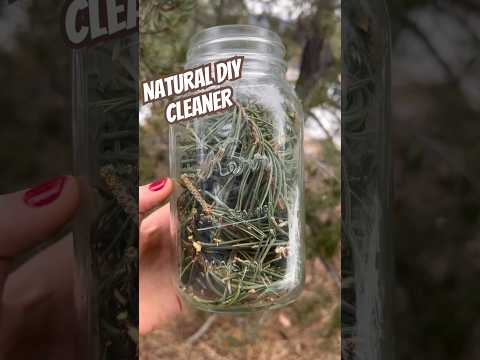 Today On The Homestead: DIY Natural Foraged Pine Cleaner | Chemical Free Cleaning!  #shorts #diy