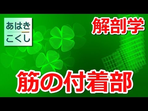 鍼灸 国家試験対策 解剖学 - 筋の付着部 肩甲骨 [あはきこくし]