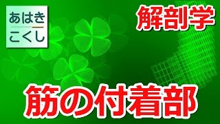 鍼灸 国家試験対策 解剖学 - 筋の付着部 肩甲骨 [あはきこくし]