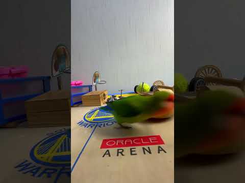 Bird Training : Smart lovebird Parrot | Smart Little Cute Parrot #training #smartparrot #cute