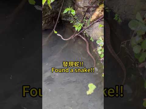 上山避暑巧遇蛇（史丹吉氏斜鱗蛇）! Spotting a Snake!  #herping #snake #wildlife #nature #wild