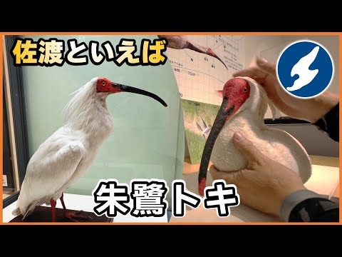 佐渡を満喫！トキの森公園で出会う感動体験ガイド