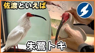 佐渡を満喫！トキの森公園で出会う感動体験ガイド