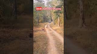 Tiger chasing the car . #shorts #youtubeshorts #kanhanationalpark