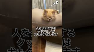 人をダメにするクッションは犬もダメにします（笑）