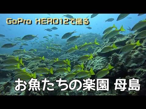 【ダイビング】母島の海はお魚たちの楽園です！