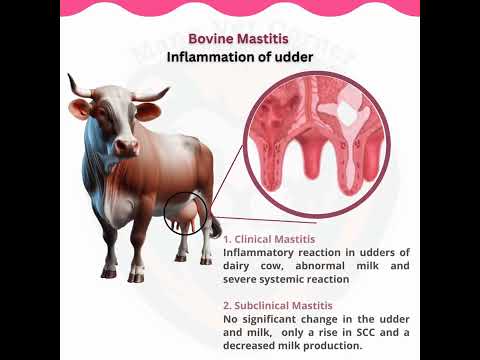 Bovine Mastitis स्तन की सूजन: Exploring Different Types of Mastitis #facts #viralshorts