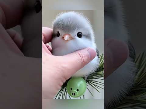 Pet, what kind of cutie is this? It's so cute! ペット、これは何の可愛い子ですか？可愛すぎるでしょう！宠物，这是什么小可爱啊？也太可爱的吧！