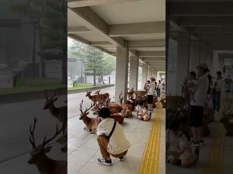 ゲリラ豪雨で雨宿り　奈良県　元動画Taking shelter from the torrential rain       Nara