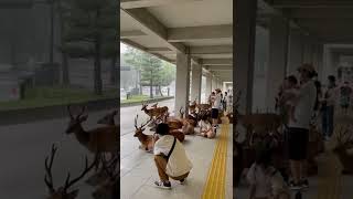 ゲリラ豪雨で雨宿り　奈良県　元動画Taking shelter from the torrential rain       Nara