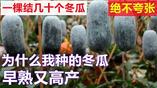 种一颗冬瓜收获几十个的秘密 How to grow lots of winter melons