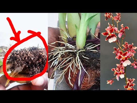 Oncidium Orchid Care