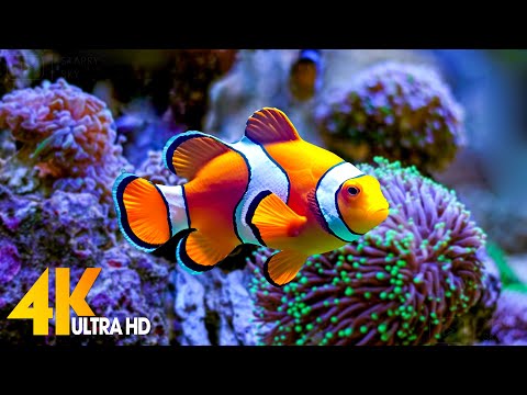 Aquarium 4K VIDEO (ULTRA HD) 🐠 Beautiful Coral Reef Fish - Relaxing Sleep Meditation Music #57