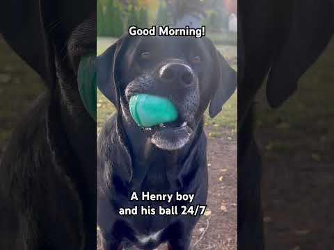 Happy Saturday from Henry! #blacklabrador #blacklab #blacklabpuppy #lablove