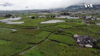 日本甲州葡萄酒享誉国际  大善寺与甲州葡萄渊源颇深