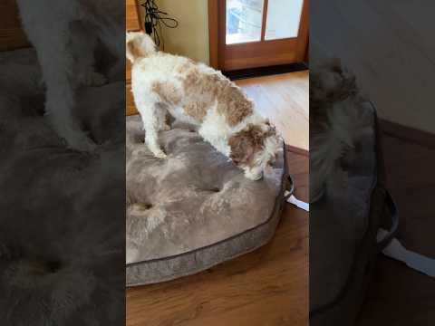 Watch how happy the dog is to get his new bed🤣🤣#dog #happydog #puppy #happy#狗狗