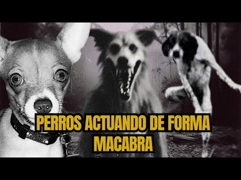 4 Historias de Terror: Perros que Actúan como Humanos – El Lado Oscuro de Nuestras Mascotas.