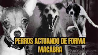 4 Historias de Terror: Perros que Actúan como Humanos – El Lado Oscuro de Nuestras Mascotas.