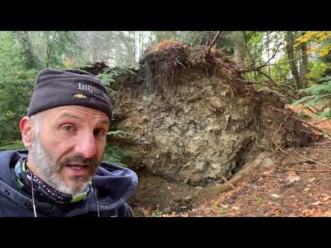 Storm Damaged White Pine