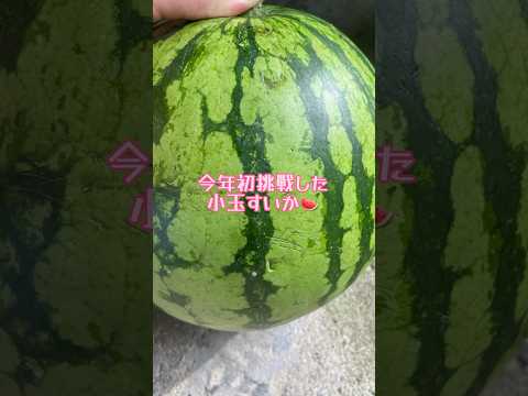 あつまれしまねの森 今年初挑戦した小玉すいか🍉