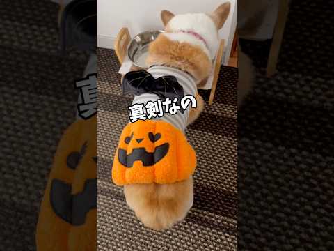 今日は、ハロウィン🎃ぱんちゃんも朝からずーっと仮装犬になっておりまーす🤗#わんこ #コーギー #ハロウィン #ハロウィン仮装 #犬動画 #いぬのいる生活 #いぬ #わんこ動画 #わんこがいる生活