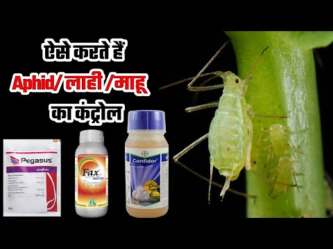 How To Control Aphid? | Aphid/माहू/लाही का प्रबंधन ऐसे करें