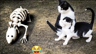 😻 New Funny Cats And Dogs Videos 2024 😆 Best Funniest Animal Videos 🤣 PART 30