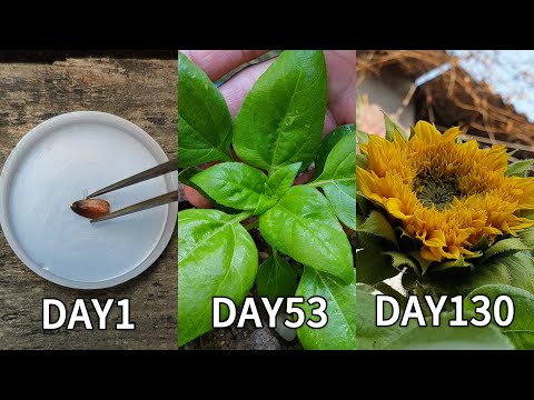 Planting flowers | How to grow sunflower from seed | Grow a miniature sunflower from seed in pot