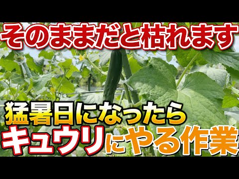 【暑さ注意報！】35℃以上の猛暑日になったらやって欲しい作業教えます！