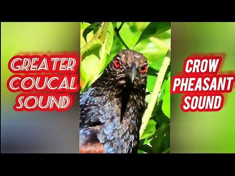 greater coucal | greater coucal sound |  Crow pheasant  | महोख पक्षी की आवाज़  #greatercoucal