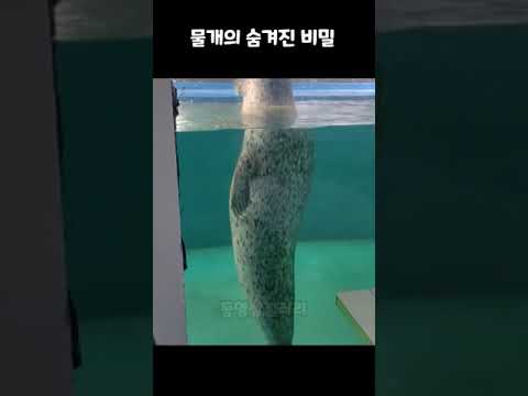 물개의 숨겨진 비밀