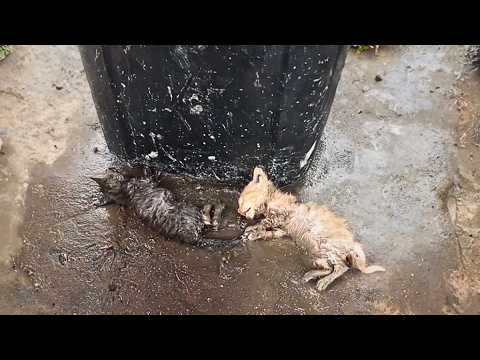 Two dying kittens were abandoned on the cold floor of the recycling station, too weak to cry.💔