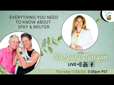 What To Know About Spaying & Neutering Cats with Dr. Judy Morgan | Two Crazy Cat Ladies