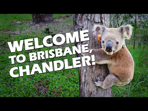 Brisbane's bringing back the Koalas!