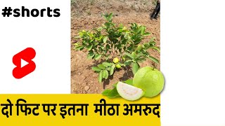 2 Feet pr 2Kilo Fruits😍🐒 #shorts #indianfarmer #food | Guava Farming