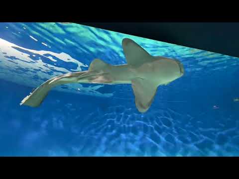 サメ / Shark - アクアワールド茨城県大洗水族館 / Aqua World Ibaraki Prefecture Oarai Aquarium (2024/9/28)