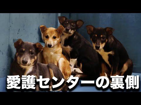 【暴露します】ペットショップみたいな場所と殺処分されてしまいそうな犬達の差...