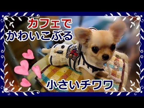 カフェ☕でかわいこぶる💗小さいチワワ🐶マリンルック⚓🌊～The small Chihuahua is cute at the cafe