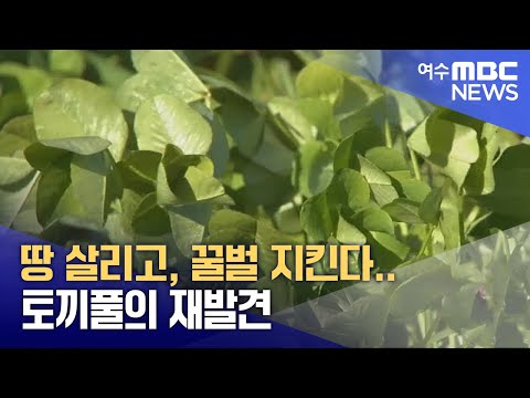 땅 살리고, 꿀벌 지킨다.. 토끼풀의 재발견 -R(241227금/뉴스데스크)