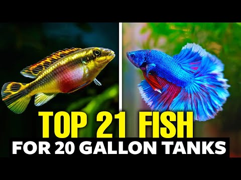 Best Fish For 20 Gallon Tank - Top Picks Explained in 13 Minutes