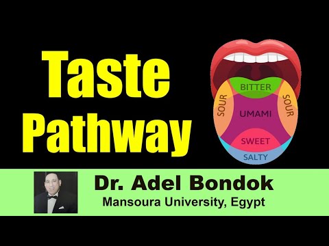 Taste Pathway, Dr Adel Bondok