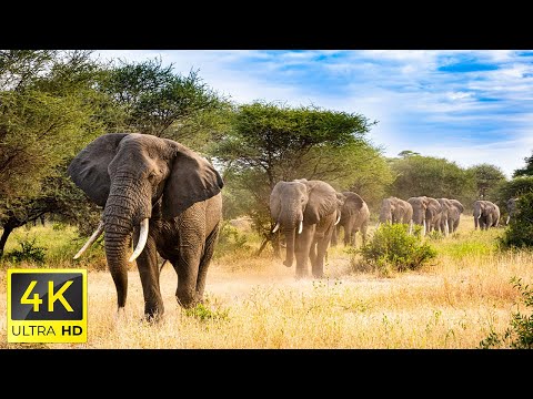 4K African Animals: The World's Greatest Migration from Tanzania to Kenya With Real Sounds