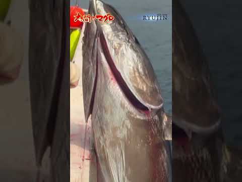 Big catch 140kg giant tuna good size Oma tuna elite fisherman Minami brothers bluefin tuna｜Ryujin