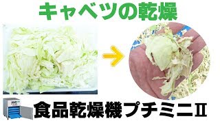 ［干し野菜作り］業務用フードドライヤーでキャベツを乾燥（プチミニⅡ）