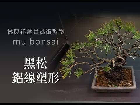 夏∣黑松鋁線塑形 暫時規範的技法 ◤林慶祥盆景藝術教學◢ Bonsai in Taiwan